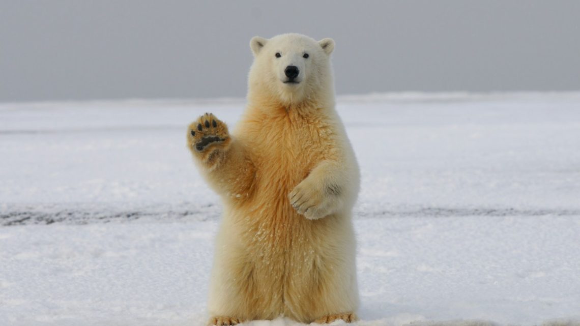 Où observer les ours blancs dans leur habitat naturel lors d’un tourisme polaire?