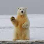 observation des ours