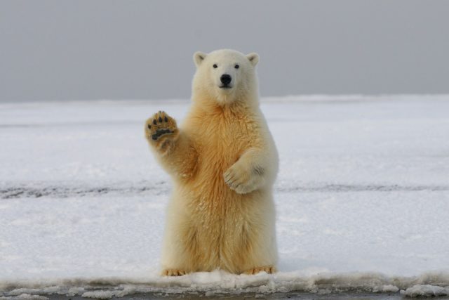 observation des ours